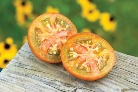 Heirloom Recovered: The Terra-Cotta Tomato Image